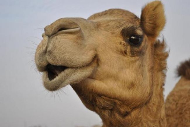 فيديو يحسم الجدل .. فنان سعودي يحيي حفل زفاف بين ناقة وجمل