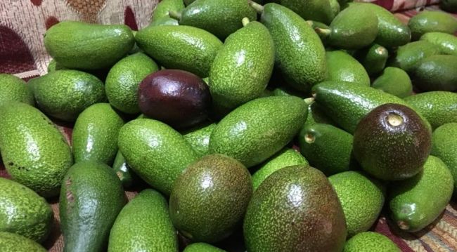 نجاح زراعة الافوكادو في اليمن ..صور