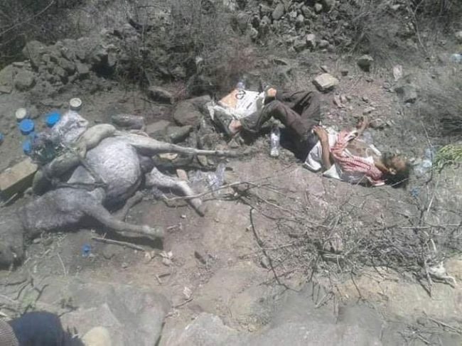 شاهد : لغم حوثي يقتل شيخ مسن مع حماره في ريف تعز