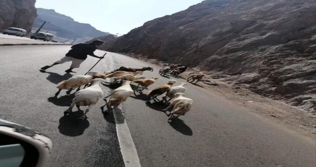 شاهد " قطيع " باب عدن التاريخي