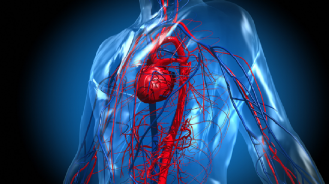العلماء يحققون اكتشافا قد يؤدي إلى إرجاع عمر القلب سنوات