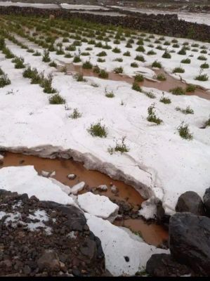 شاهد .. الثلوج تتلف المحاصيل في شمال اليمن