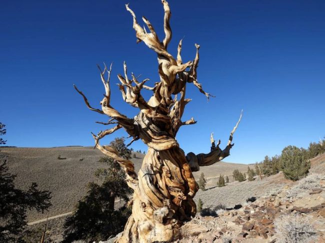 خطأ علمي أدى إلى قطع أقدم شجرة في العالم!